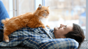 orange-cat-lies-on-chest-of-man-wearing-blue-flannel-shirt