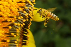 bee-covered-in-pollen-at-a-flower